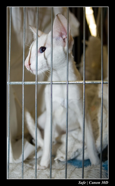 Sep 06 - Salon des animaux de compagnies - 09